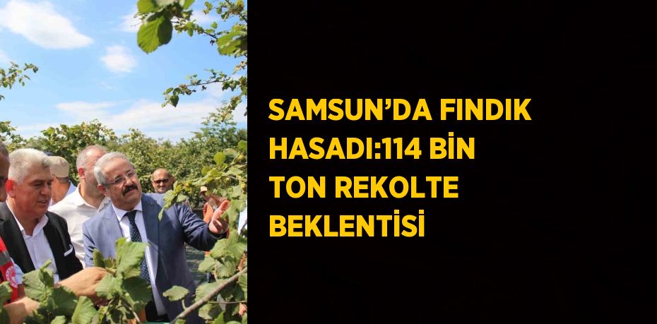 SAMSUN’DA FINDIK HASADI:114 BİN TON REKOLTE BEKLENTİSİ