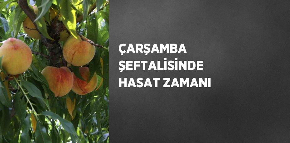ÇARŞAMBA ŞEFTALİSİNDE HASAT ZAMANI