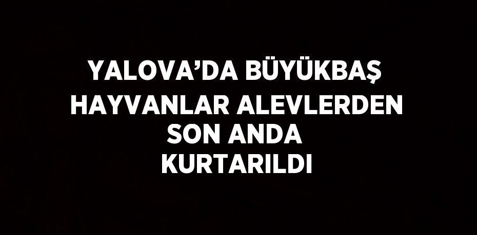 YALOVA’DA BÜYÜKBAŞ HAYVANLAR ALEVLERDEN SON ANDA KURTARILDI