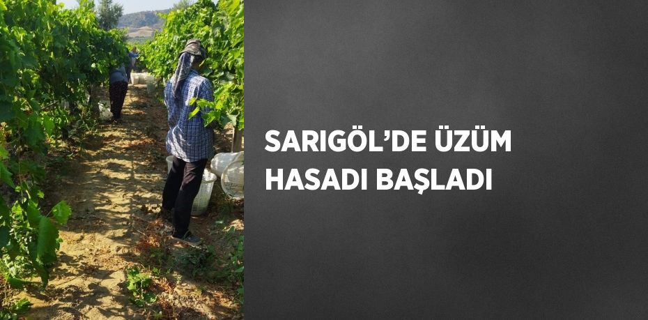 SARIGÖL’DE ÜZÜM HASADI BAŞLADI