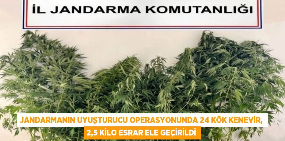 JANDARMANIN UYUŞTURUCU OPERASYONUNDA 24 KÖK KENEVİR, 2,5 KİLO ESRAR ELE GEÇİRİLDİ