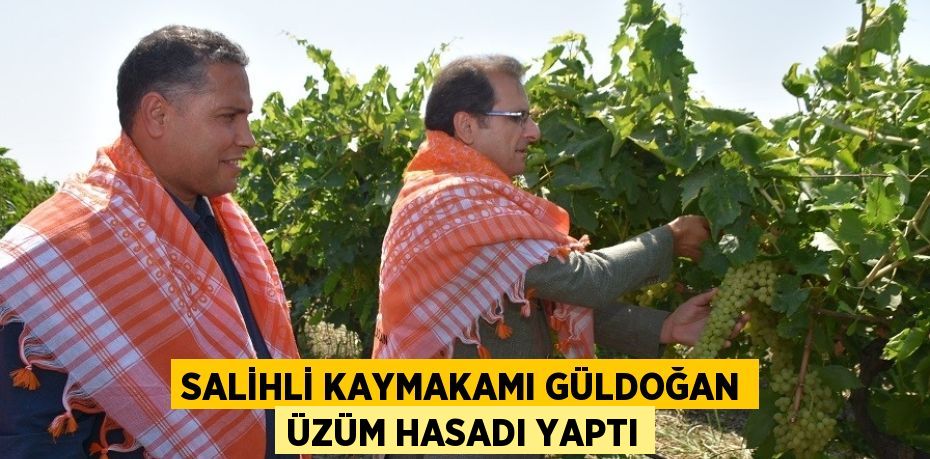 SALİHLİ KAYMAKAMI GÜLDOĞAN ÜZÜM HASADI YAPTI