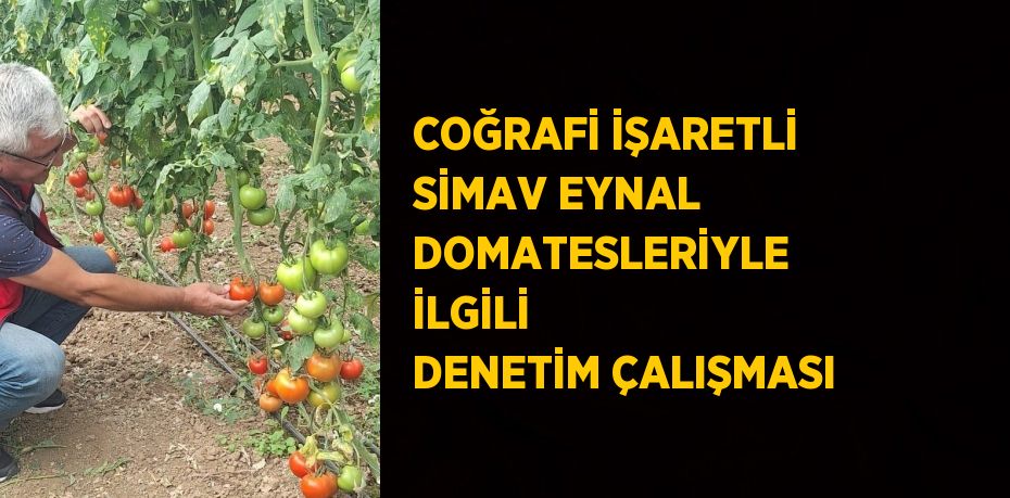 COĞRAFİ İŞARETLİ SİMAV EYNAL DOMATESLERİYLE İLGİLİ DENETİM ÇALIŞMASI