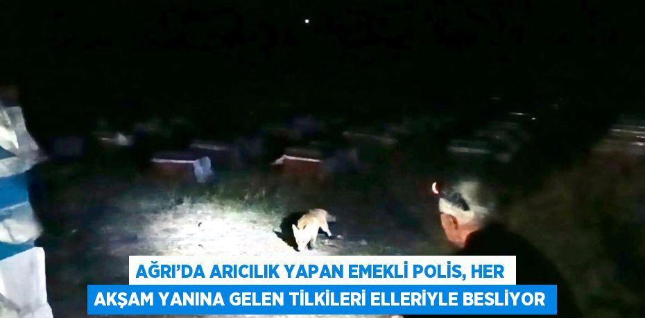 AĞRI’DA ARICILIK YAPAN EMEKLİ POLİS, HER AKŞAM YANINA GELEN TİLKİLERİ ELLERİYLE BESLİYOR