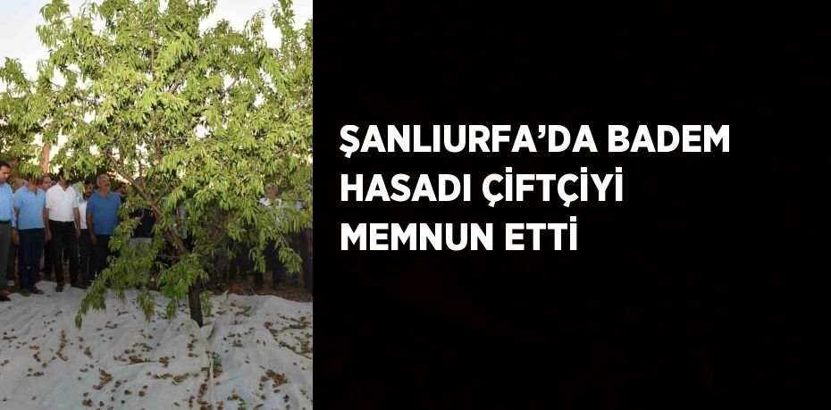 ŞANLIURFA’DA BADEM HASADI ÇİFTÇİYİ MEMNUN ETTİ