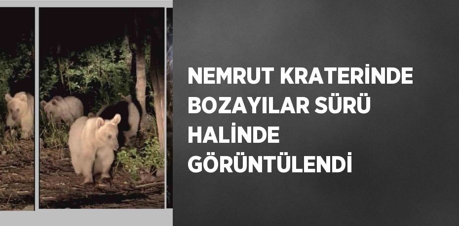 NEMRUT KRATERİNDE BOZAYILAR SÜRÜ HALİNDE GÖRÜNTÜLENDİ