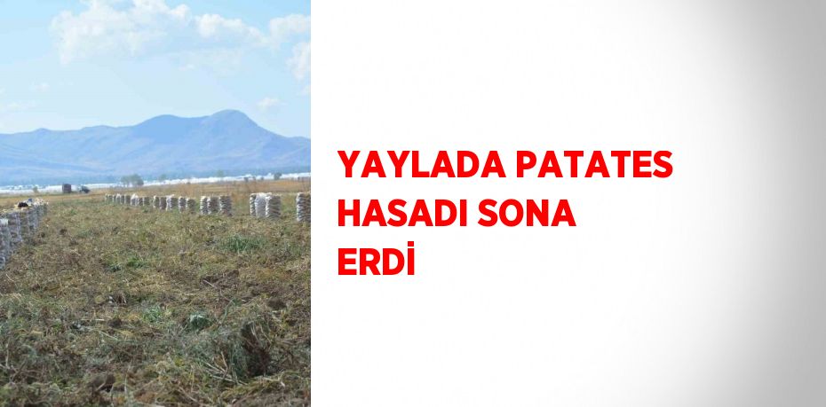 YAYLADA PATATES HASADI SONA ERDİ