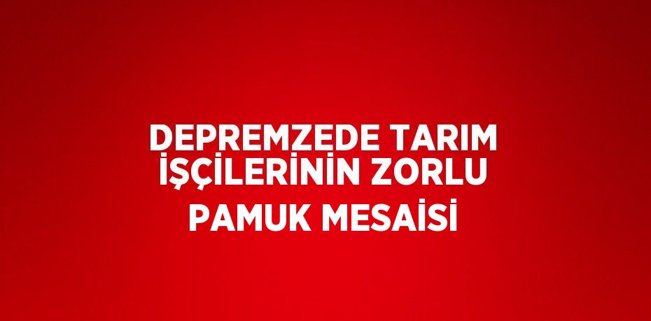 DEPREMZEDE TARIM İŞÇİLERİNİN ZORLU PAMUK MESAİSİ