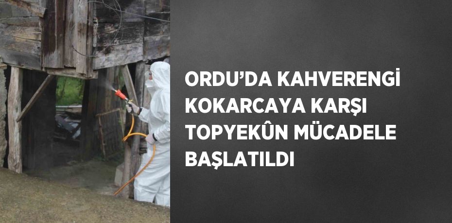 ORDU’DA KAHVERENGİ KOKARCAYA KARŞI TOPYEKÛN MÜCADELE BAŞLATILDI