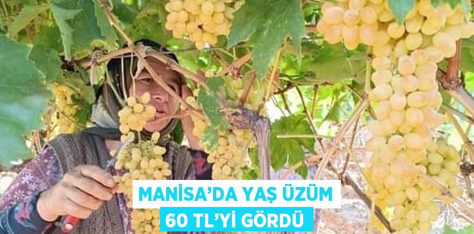 MANİSA’DA YAŞ ÜZÜM 60 TL’Yİ GÖRDÜ