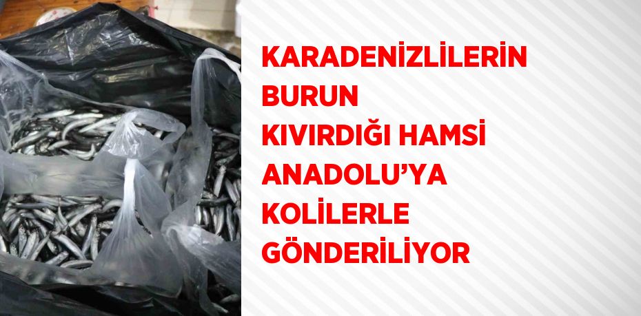 KARADENİZLİLERİN BURUN KIVIRDIĞI HAMSİ ANADOLU’YA KOLİLERLE GÖNDERİLİYOR