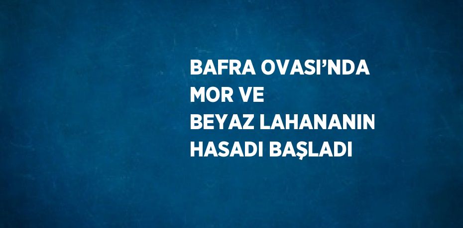 BAFRA OVASI’NDA MOR VE BEYAZ LAHANANIN HASADI BAŞLADI