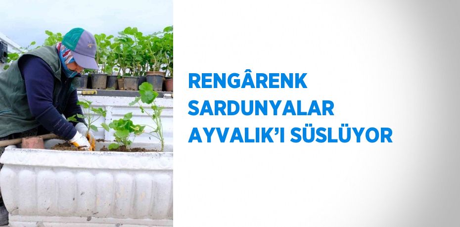 RENGÂRENK SARDUNYALAR AYVALIK’I SÜSLÜYOR