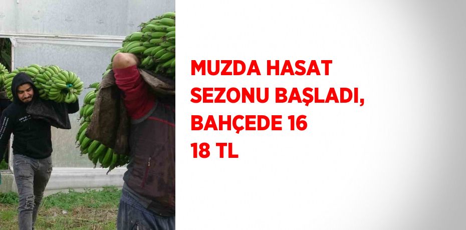 MUZDA HASAT SEZONU BAŞLADI, BAHÇEDE 16 18 TL