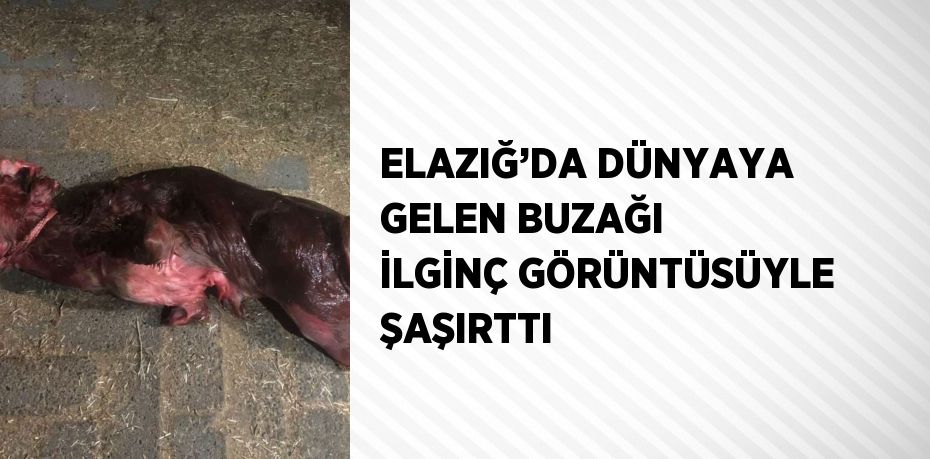 ELAZIĞ’DA DÜNYAYA GELEN BUZAĞI İLGİNÇ GÖRÜNTÜSÜYLE ŞAŞIRTTI