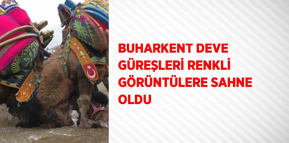 BUHARKENT DEVE GÜREŞLERİ RENKLİ GÖRÜNTÜLERE SAHNE OLDU