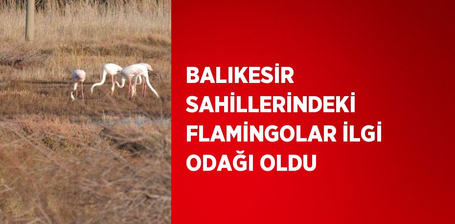 BALIKESİR SAHİLLERİNDEKİ FLAMİNGOLAR İLGİ ODAĞI OLDU
