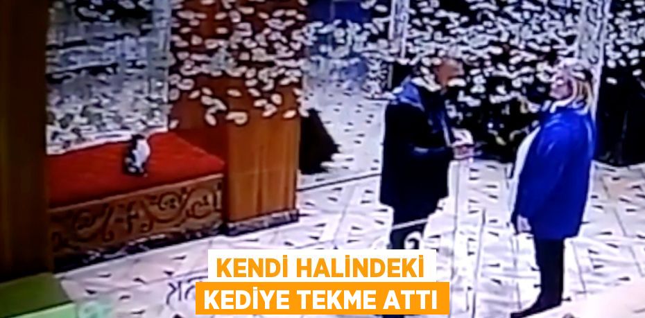 Kendi halindeki kediye tekme attı