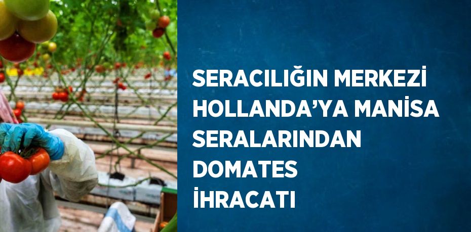 SERACILIĞIN MERKEZİ HOLLANDA’YA MANİSA SERALARINDAN DOMATES İHRACATI