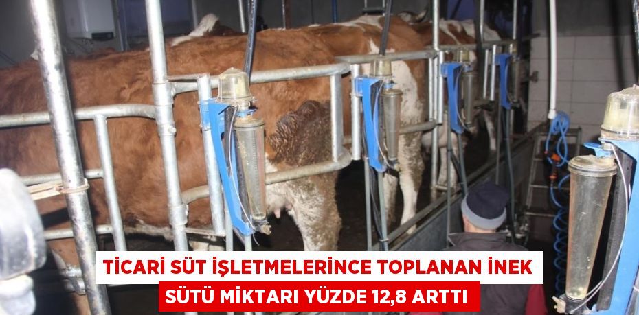 TİCARİ SÜT İŞLETMELERİNCE TOPLANAN İNEK SÜTÜ MİKTARI YÜZDE 12,8 ARTTI