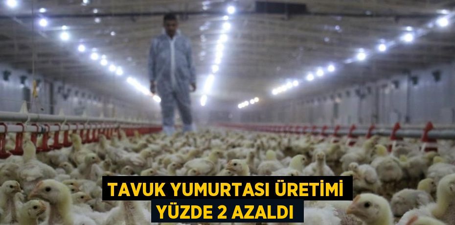 TAVUK YUMURTASI ÜRETİMİ YÜZDE 2 AZALDI