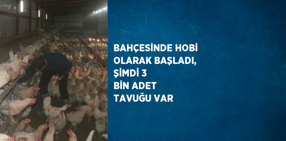 BAHÇESİNDE HOBİ OLARAK BAŞLADI, ŞİMDİ 3 BİN ADET TAVUĞU VAR