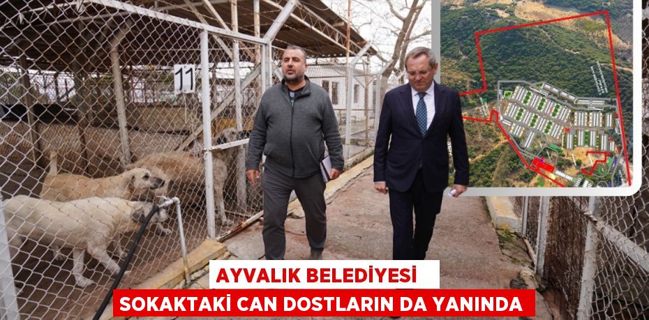 AYVALIK BELEDİYESİ   SOKAKTAKİ CAN DOSTLARIN DA YANINDA