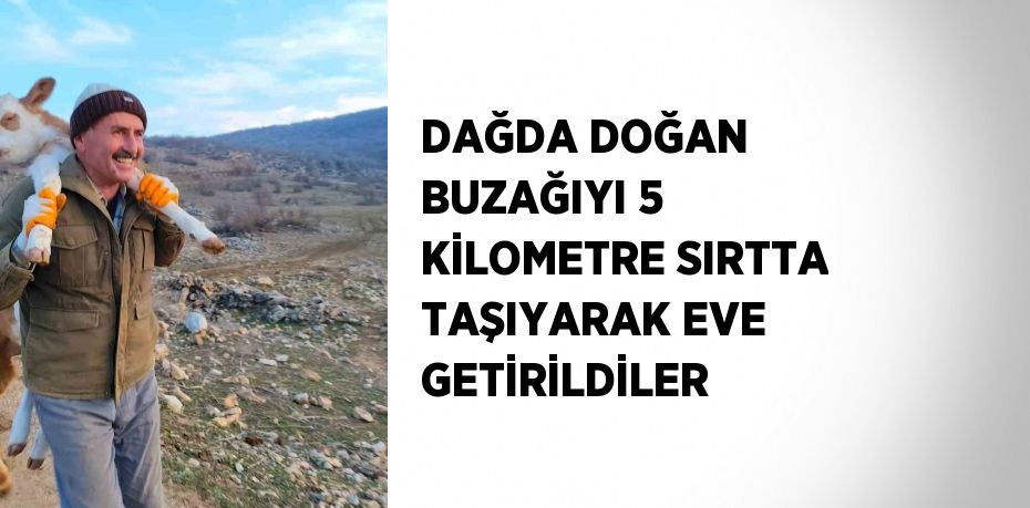 DAĞDA DOĞAN BUZAĞIYI 5 KİLOMETRE SIRTTA TAŞIYARAK EVE GETİRİLDİLER