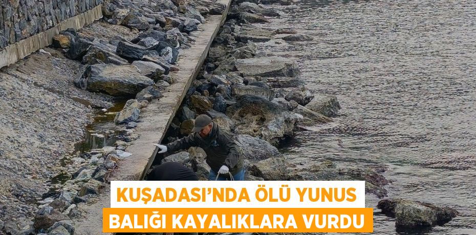 KUŞADASI’NDA ÖLÜ YUNUS BALIĞI KAYALIKLARA VURDU