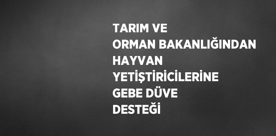 TARIM VE ORMAN BAKANLIĞINDAN HAYVAN YETİŞTİRİCİLERİNE GEBE DÜVE DESTEĞİ