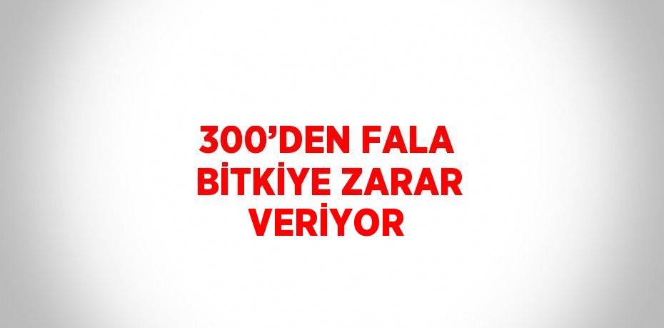 300’DEN FALA BİTKİYE ZARAR VERİYOR