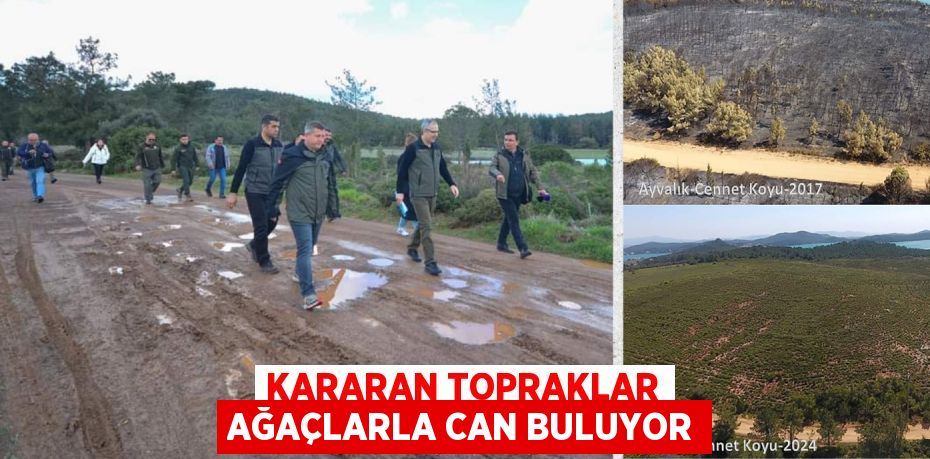 KARARAN TOPRAKLAR AĞAÇLARLA CAN BULUYOR