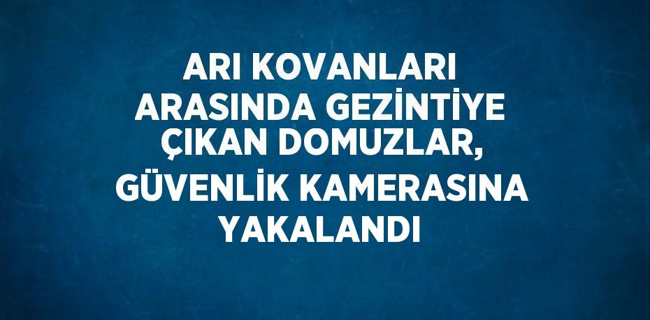 ARI KOVANLARI ARASINDA GEZİNTİYE ÇIKAN DOMUZLAR, GÜVENLİK KAMERASINA YAKALANDI