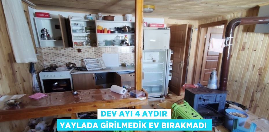 DEV AYI 4 AYDIR YAYLADA GİRİLMEDİK EV BIRAKMADI