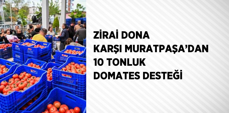 ZİRAİ DONA KARŞI MURATPAŞA’DAN 10 TONLUK DOMATES DESTEĞİ