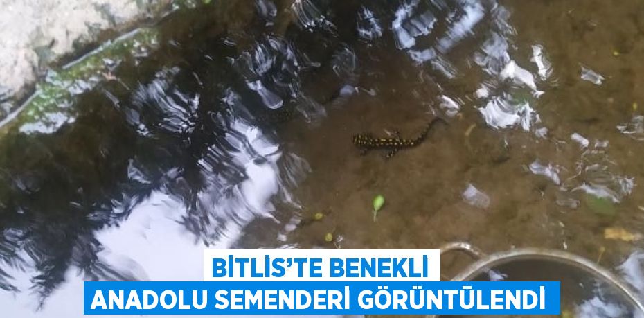 BİTLİS’TE BENEKLİ ANADOLU SEMENDERİ GÖRÜNTÜLENDİ