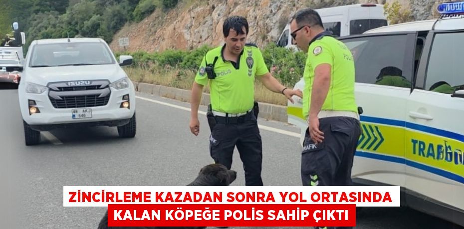 ZİNCİRLEME KAZADAN SONRA YOL ORTASINDA KALAN KÖPEĞE POLİS SAHİP ÇIKTI