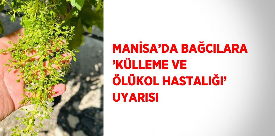 MANİSA’DA BAĞCILARA ’KÜLLEME VE ÖLÜKOL HASTALIĞI’ UYARISI