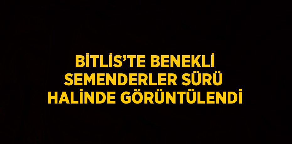 BİTLİS’TE BENEKLİ SEMENDERLER SÜRÜ HALİNDE GÖRÜNTÜLENDİ