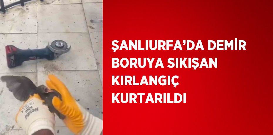 ŞANLIURFA’DA DEMİR BORUYA SIKIŞAN KIRLANGIÇ KURTARILDI