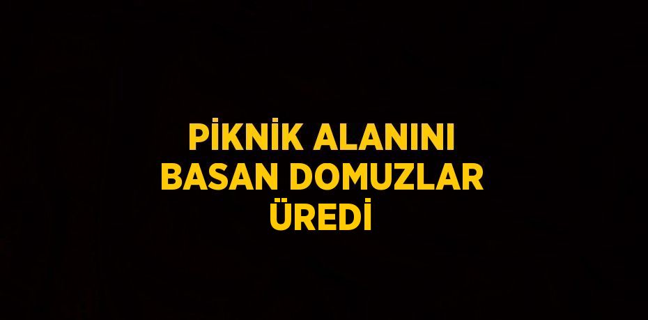 PİKNİK ALANINI BASAN DOMUZLAR ÜREDİ