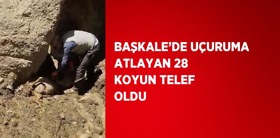 BAŞKALE’DE UÇURUMA ATLAYAN 28 KOYUN TELEF OLDU