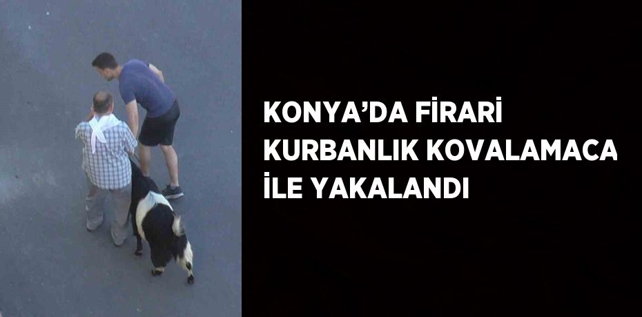 KONYA’DA FİRARİ KURBANLIK KOVALAMACA İLE YAKALANDI