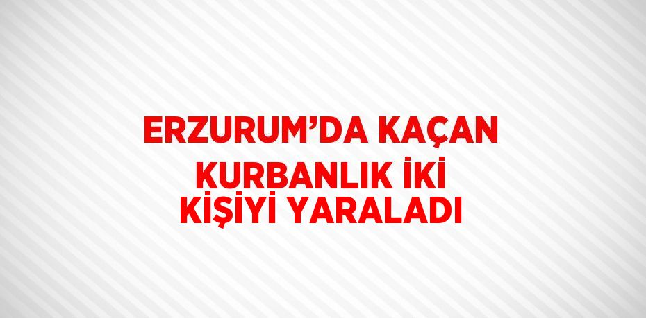 ERZURUM’DA KAÇAN KURBANLIK İKİ KİŞİYİ YARALADI