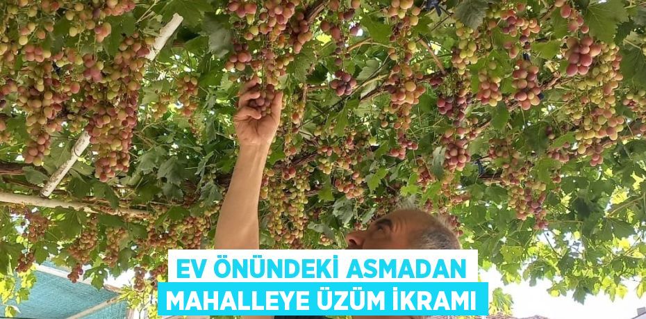 EV ÖNÜNDEKİ ASMADAN MAHALLEYE ÜZÜM İKRAMI