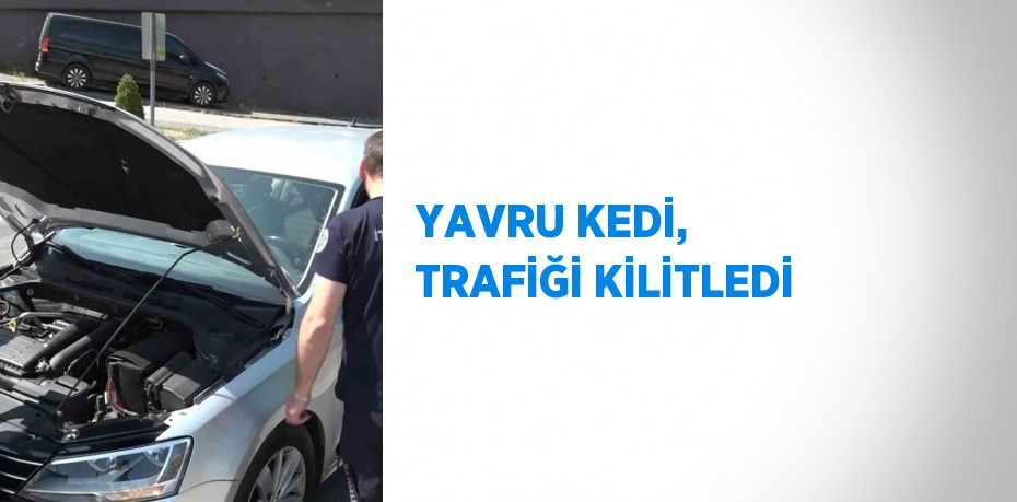 YAVRU KEDİ, TRAFİĞİ KİLİTLEDİ
