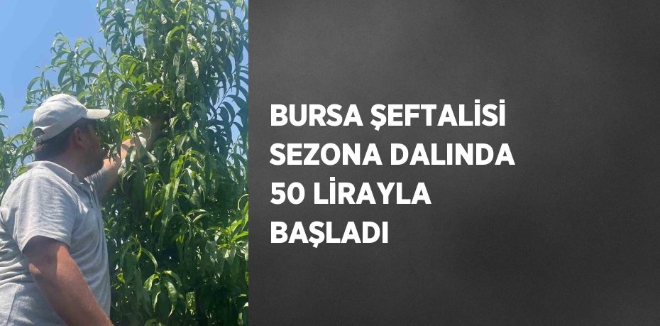BURSA ŞEFTALİSİ SEZONA DALINDA 50 LİRAYLA BAŞLADI