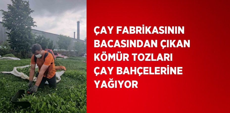 ÇAY FABRİKASININ BACASINDAN ÇIKAN KÖMÜR TOZLARI ÇAY BAHÇELERİNE YAĞIYOR