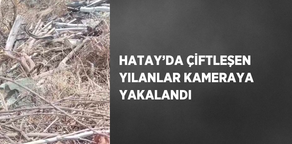 HATAY’DA ÇİFTLEŞEN YILANLAR KAMERAYA YAKALANDI