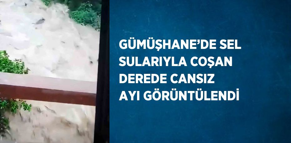 GÜMÜŞHANE’DE SEL SULARIYLA COŞAN DEREDE CANSIZ AYI GÖRÜNTÜLENDİ